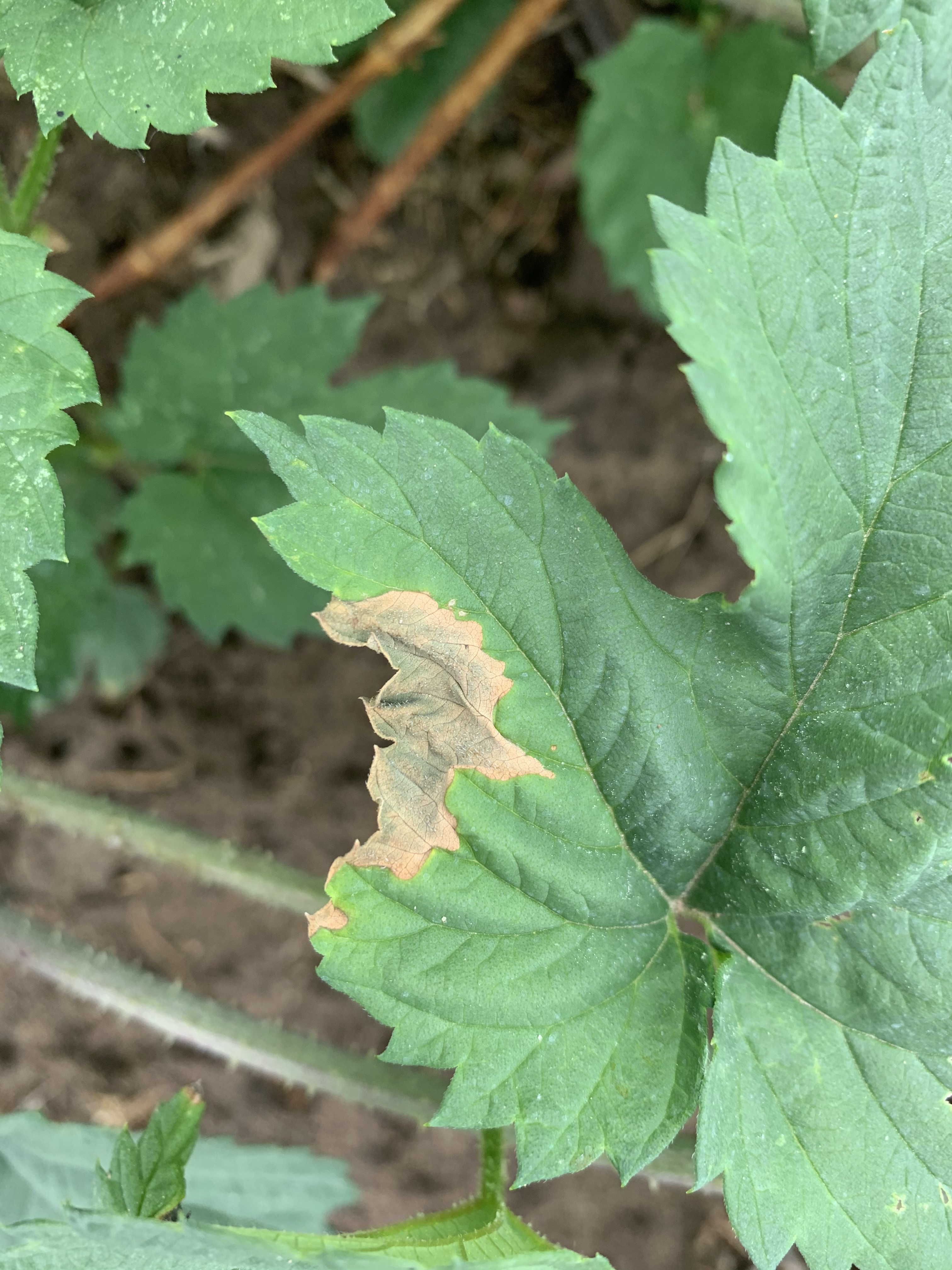 Halo blight on leaf